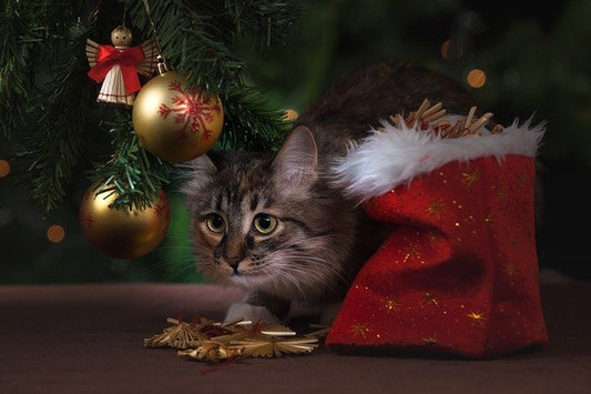 cadeau pour chaton
