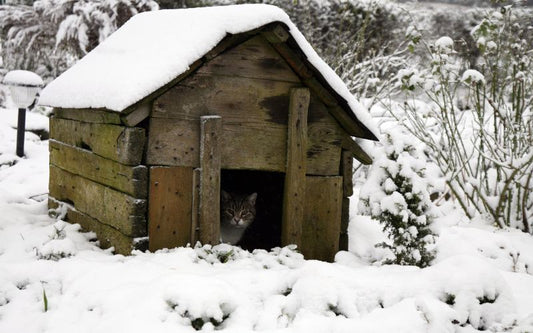 Niche en bois sous la neige, on voit la tête d'un chat à l'intérieur.