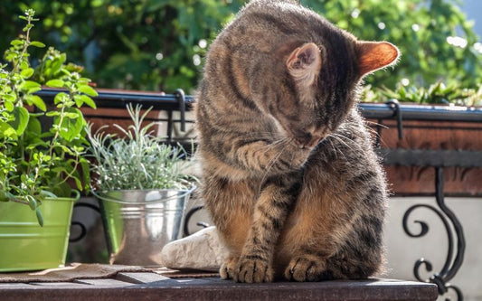 Chat tigré, assit sur une table dehors se lèche la pate