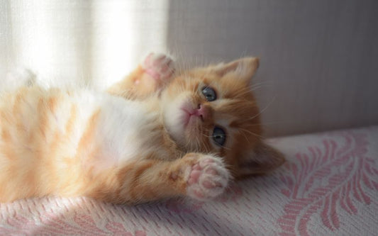 Un chat roux allongé 