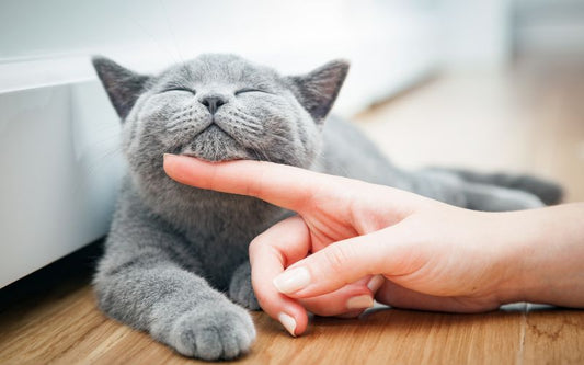 chat gris en train de se faire caresser
