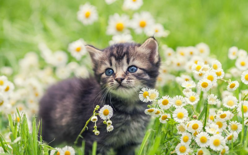 chaton dans un jardin entouré de paquerettes
