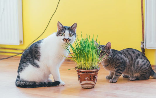 2 chats devant un pot d'herbe à chat devant un mur jaune
