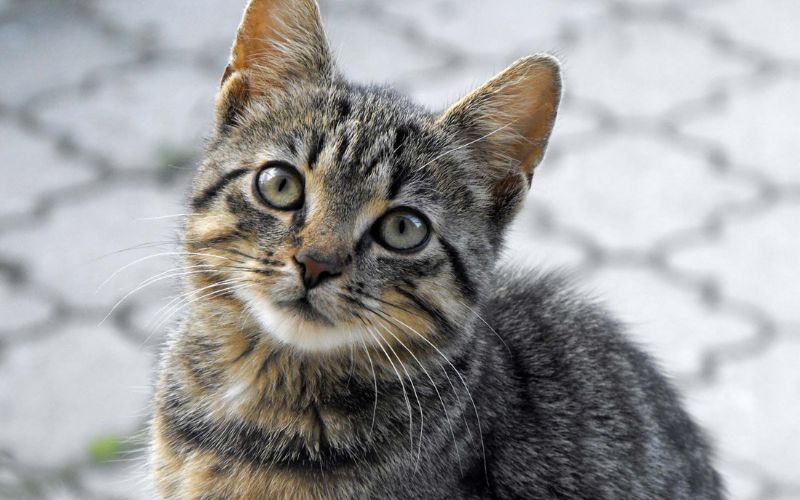 chat tigré qui regarde vers le haut