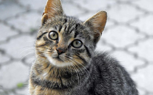 chat tigré qui regarde vers le haut