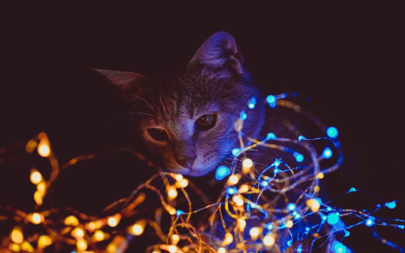 Chat dans le noir jouant avec une guirlande lumineuse.