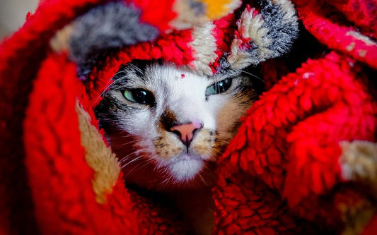 Une chat qui a froid dans une couverture rouge