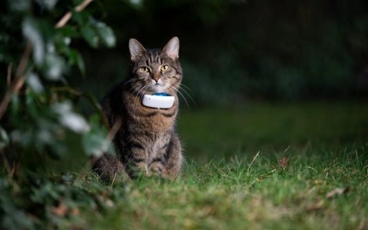 Technologies pour chats : Focus sur les caméras et gadgets de surveillance