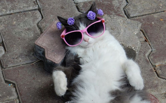 Chat gris et blanc avec des lunettes de soleil rose et une couronne de fleurs sur la tete sur un sol pavé 