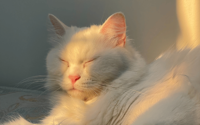 chat blanc qui dort avec des rayons de soleil