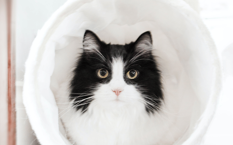 chat blanc et noir dans un tunnel blanc