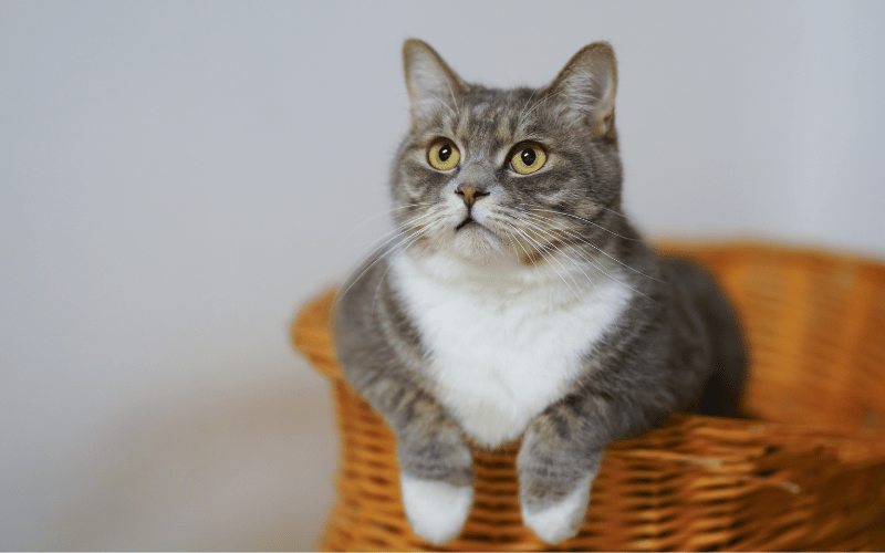 chat gris et pattes blanches posé sur le rebord d'un panier en osier