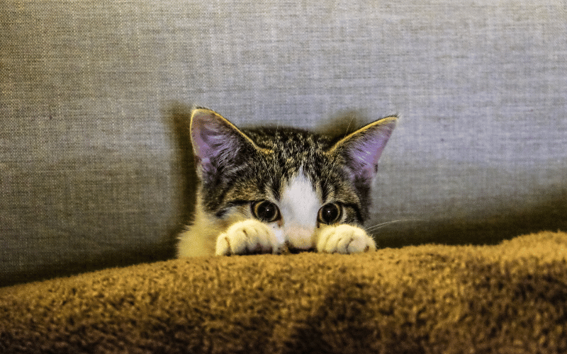 chat qui se cache sous une couverture