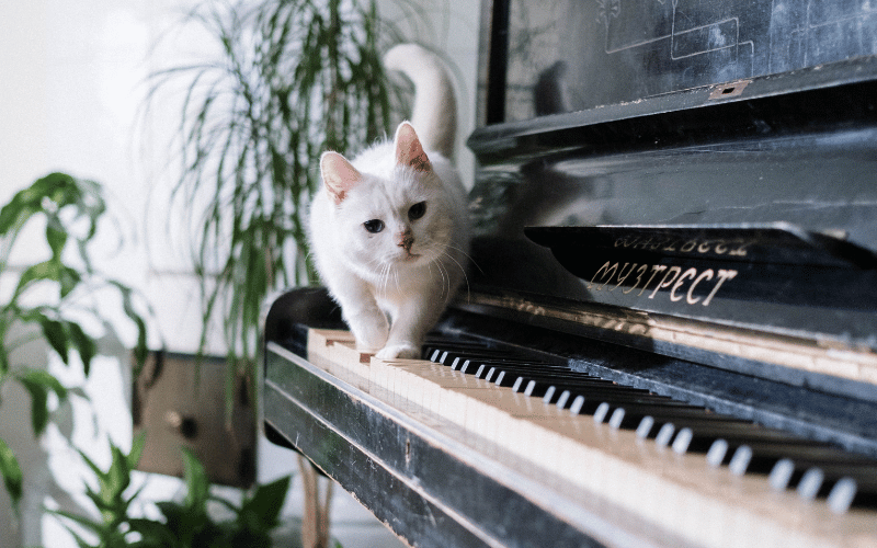 chat blanc qui marche sur les touches d'un piano noir