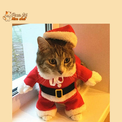 déguisement noel avec chat le portant