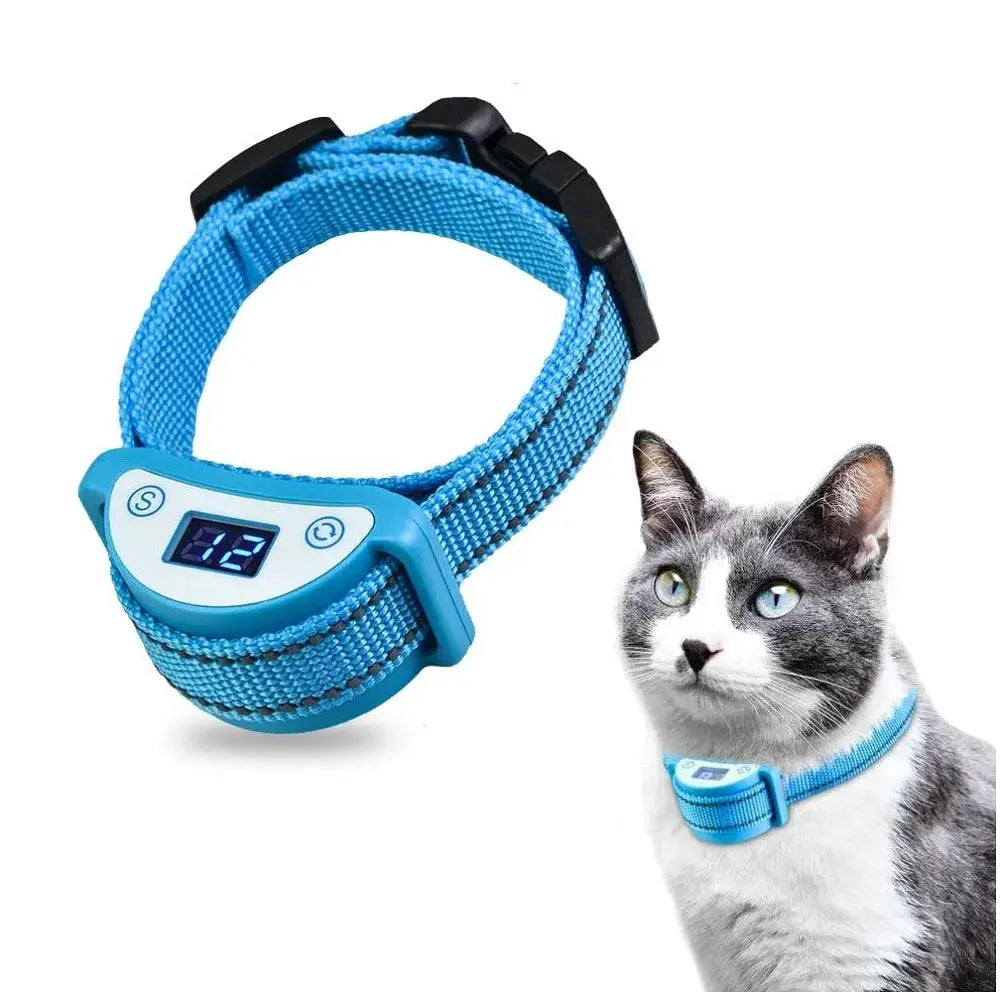 collier anti miaulement bleu et porté par un chat blanc et gris