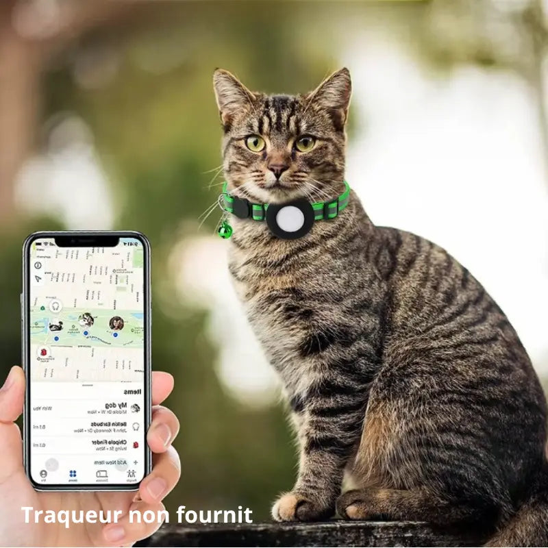collier chat gps au cou d'un chat gris avec téléphone et gps