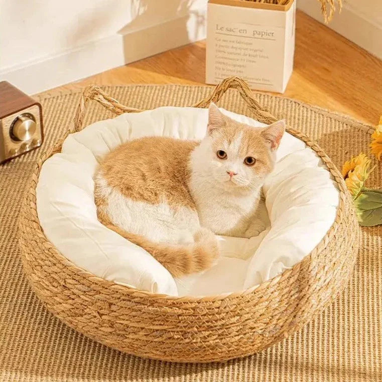 chat blanc et roux lové dans un panier en osier avec coussin blanc