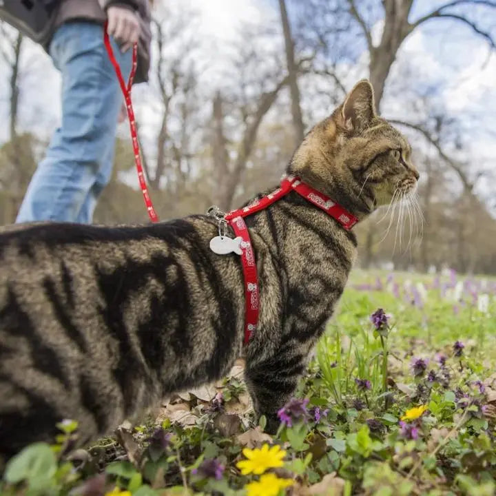 chat portant un harnais anti-fugue rouge au milieu des fleurs en extérieur avec une personne qui tient le harnais