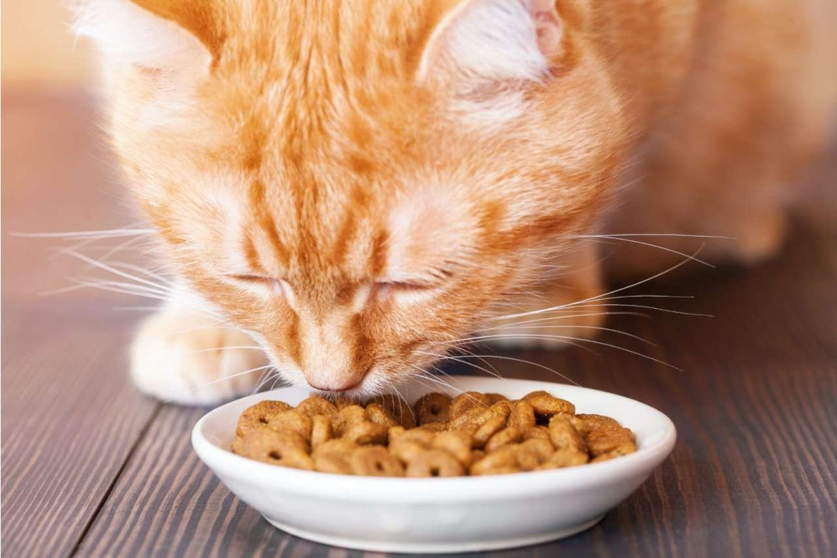Chat roux qui mange des croquettes dans une assiette blanche