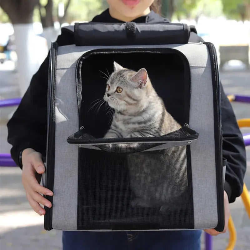 chat qui dans un sac à dos, fenêtre ouverte, porté par une femme en noir