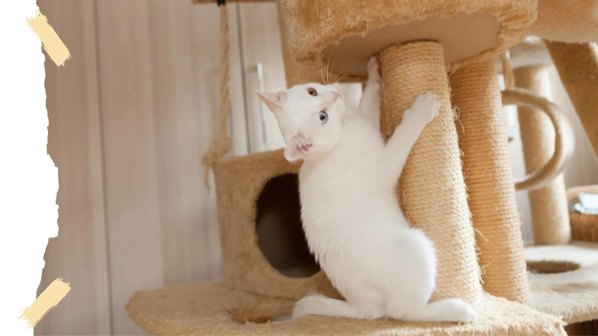 chat blanc qui fait ses griffes sur un poteau en sisal