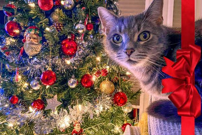 Noël pour Chat