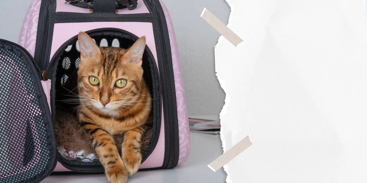 chat marron qui est couché sur l'entrée d'un sac à dos pour chat