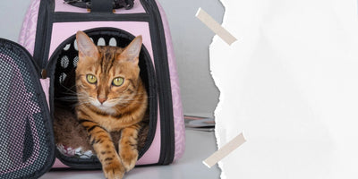chat marron qui est couché sur l'entrée d'un sac à dos pour chat