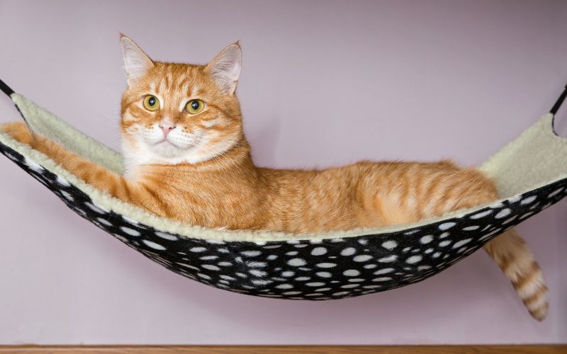 chat roux couché sur un hamac