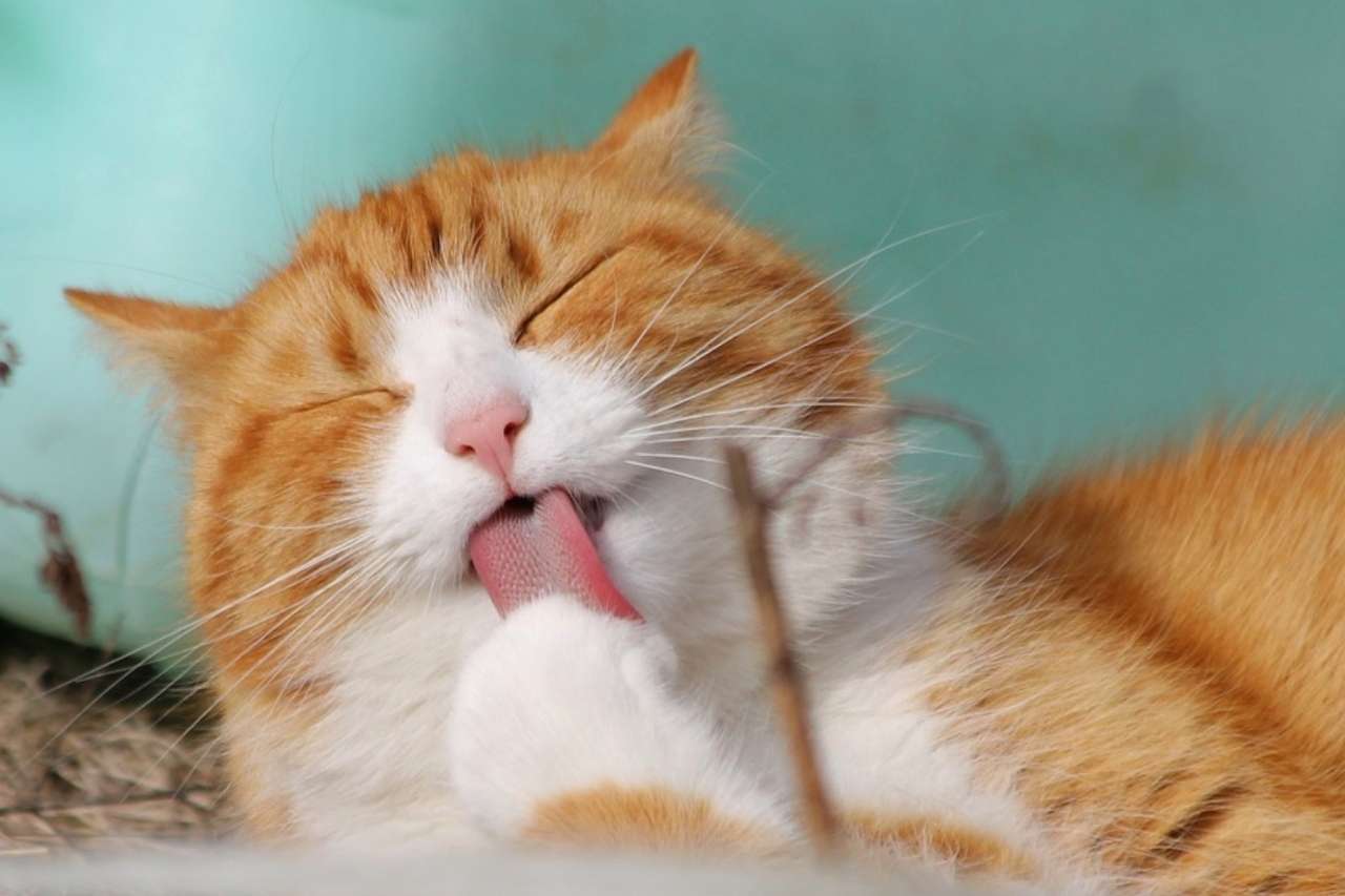 chat roux et blanc qui se lèche une patte