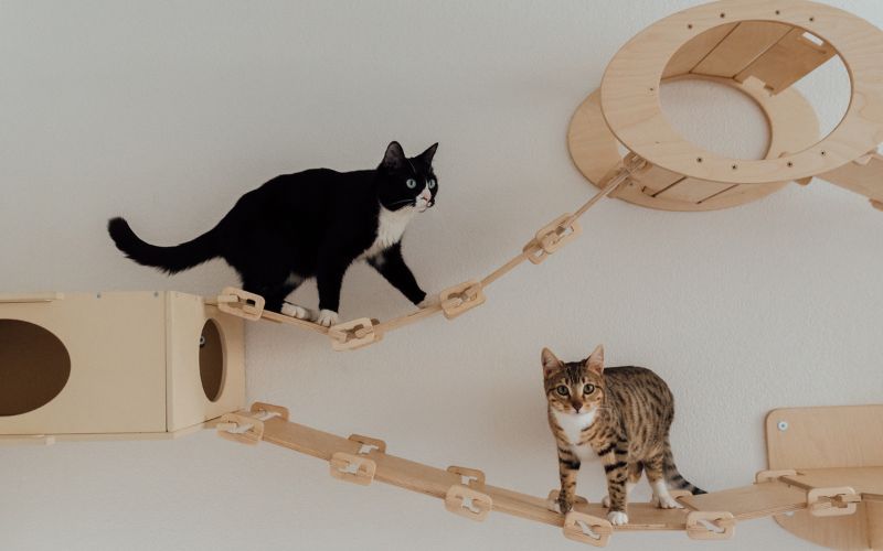 parcours mural en bois avec deux chats