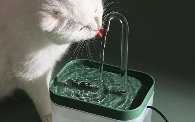 chat blanc qui boit à la fontaine distributeur d'eau