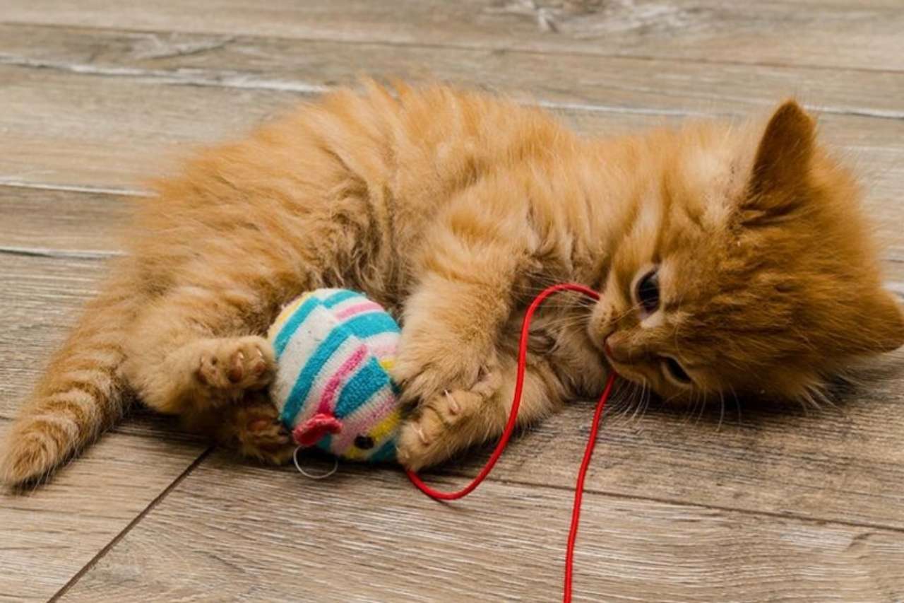 chaton roux qui joue avec une balle en laine sur du parquet