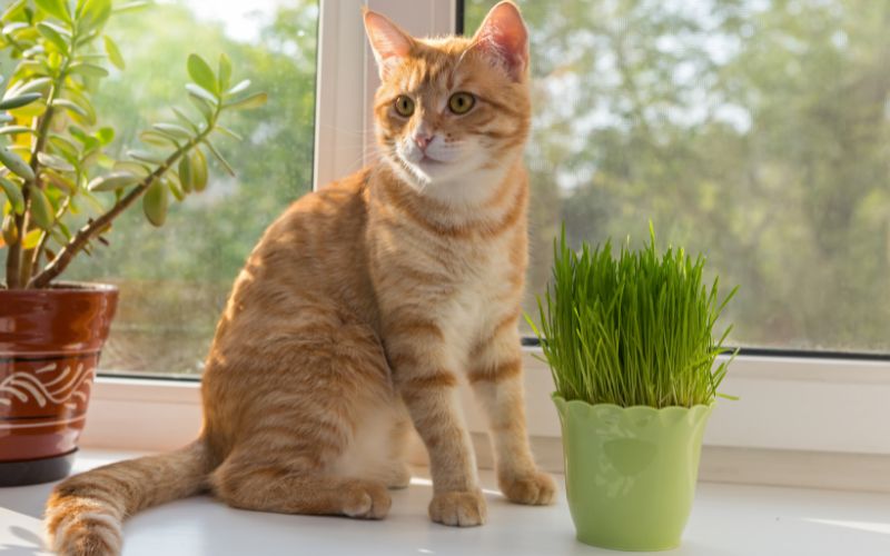 Pot herbe à chat devant un chat beige devant une fenêtre