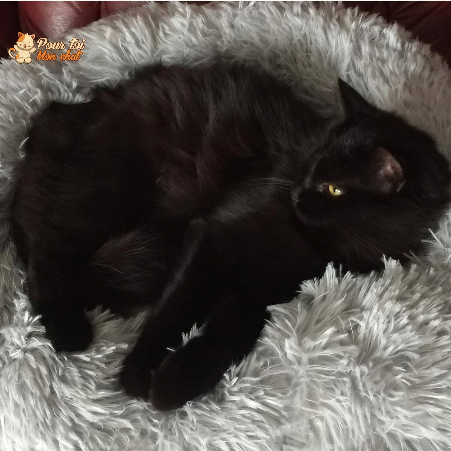 Coussin Douillet pour Chat - CoussinooRelax™ Pour toi Mon chat