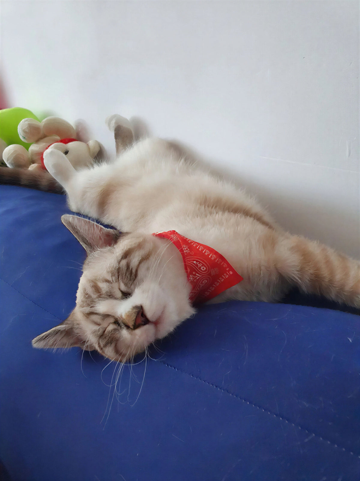Écharpe ajustable pour chaton Pour toi Mon chat