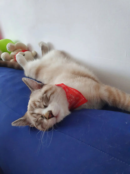Écharpe ajustable pour chaton Pour toi Mon chat