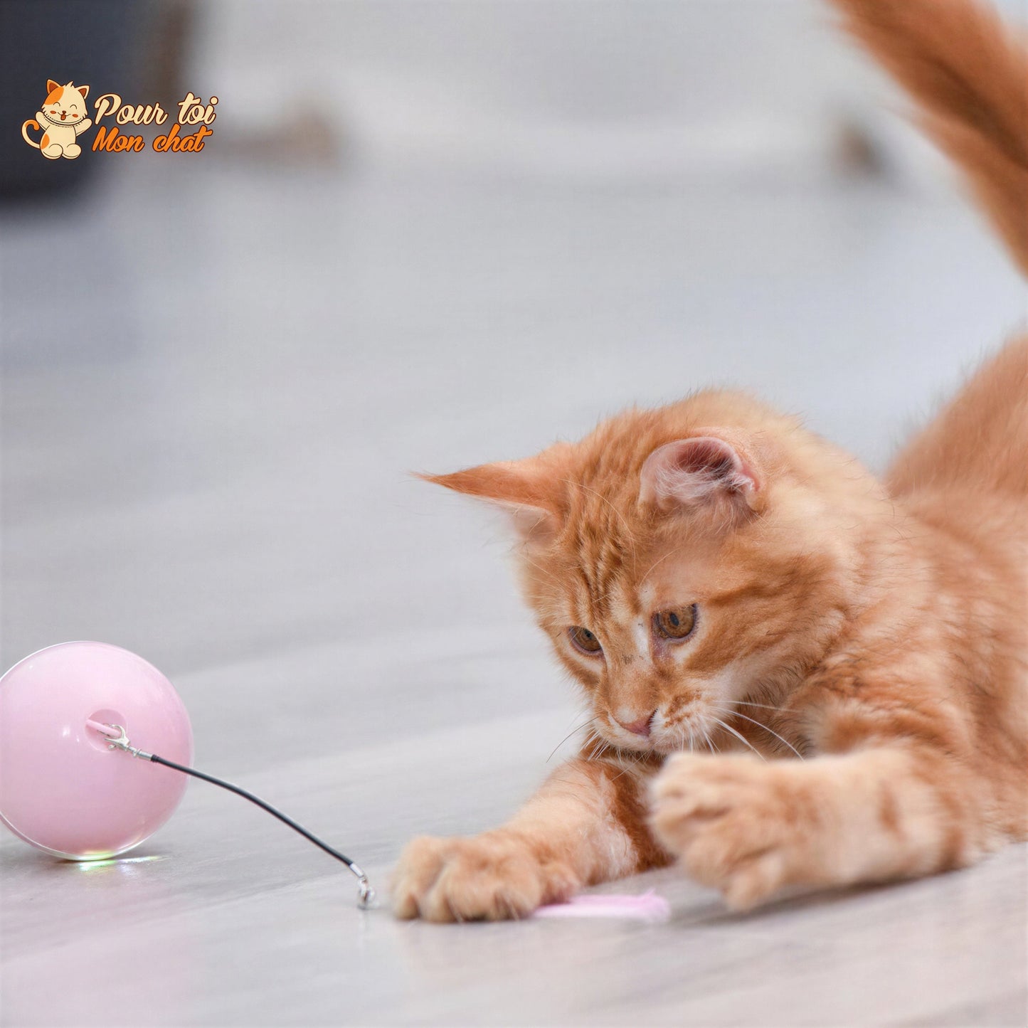 Balle Interactive pour Chat - RollChat™ Pour toi Mon chat
