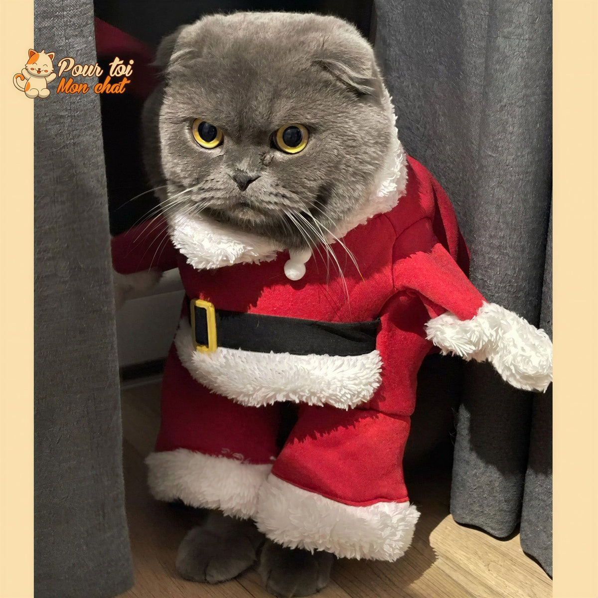 Noël - Déguisement de Père Noël pour Chat - Chat’Noël™ Pour toi Mon chat