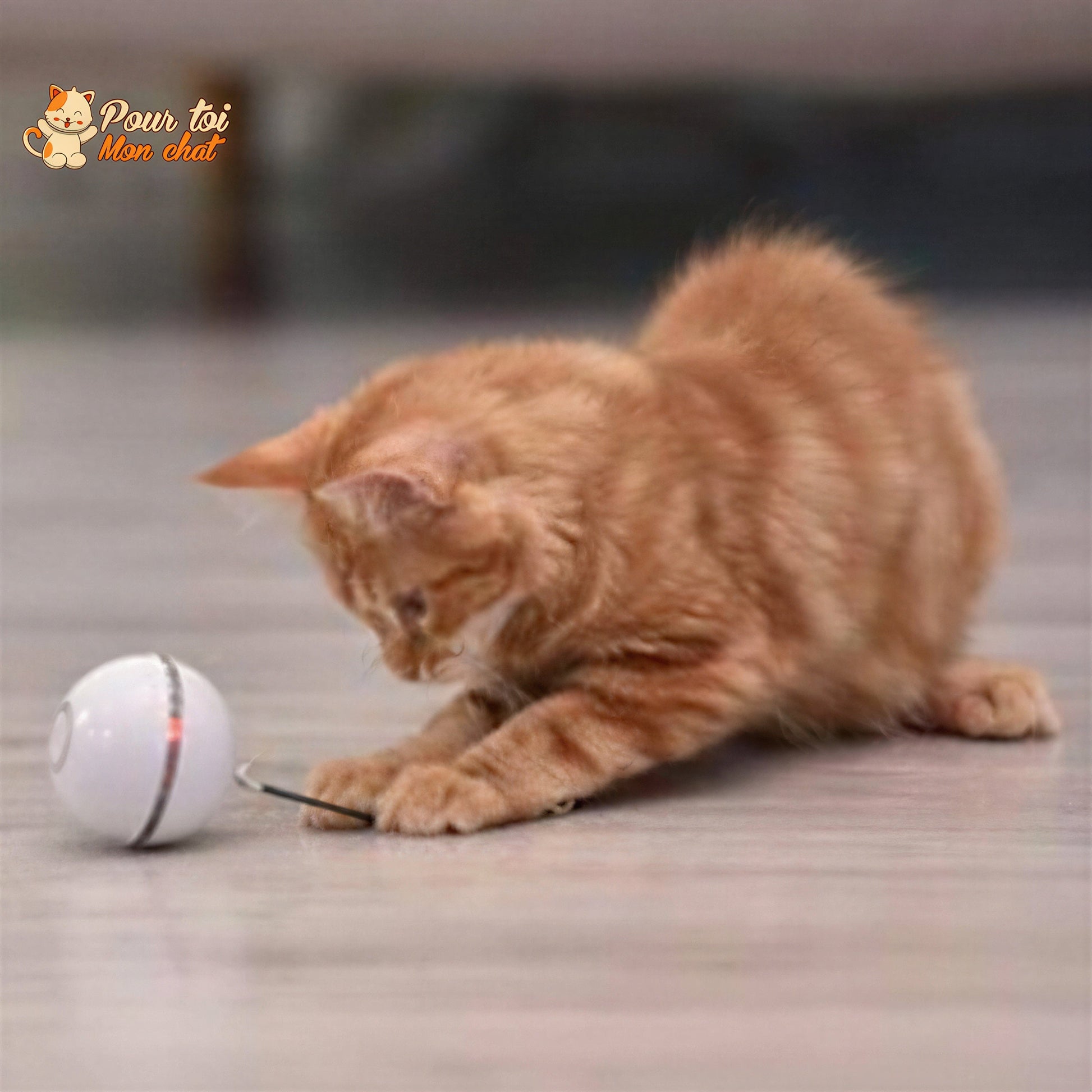 Balle Interactive pour Chat - RollChat™ Pour toi Mon chat