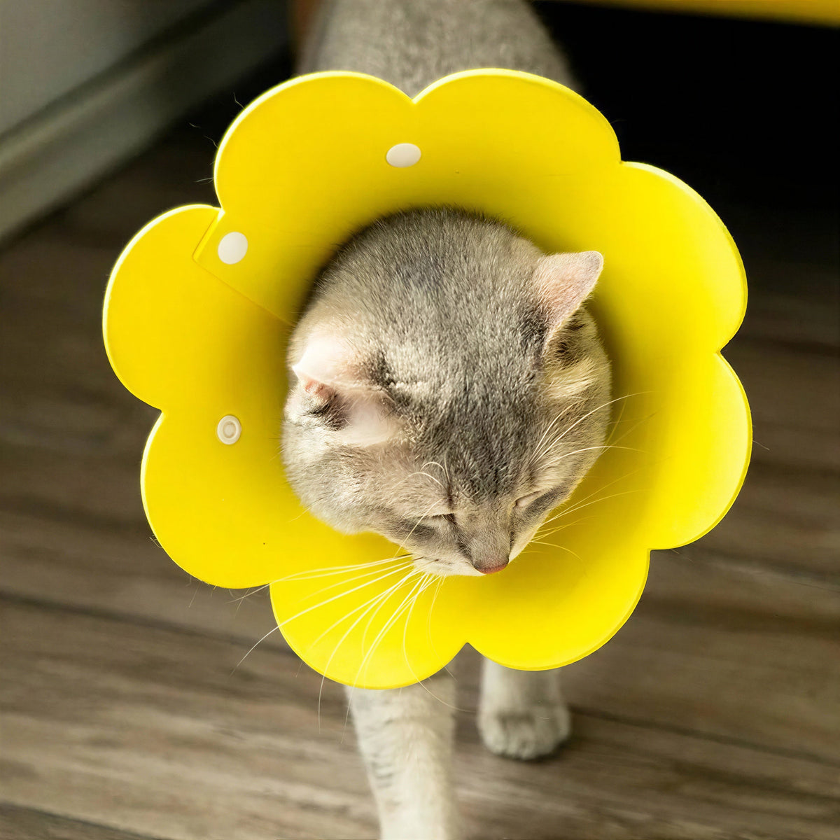 Collerette Chat Réglable et Légère en Forme de Fleur Pour toi Mon chat