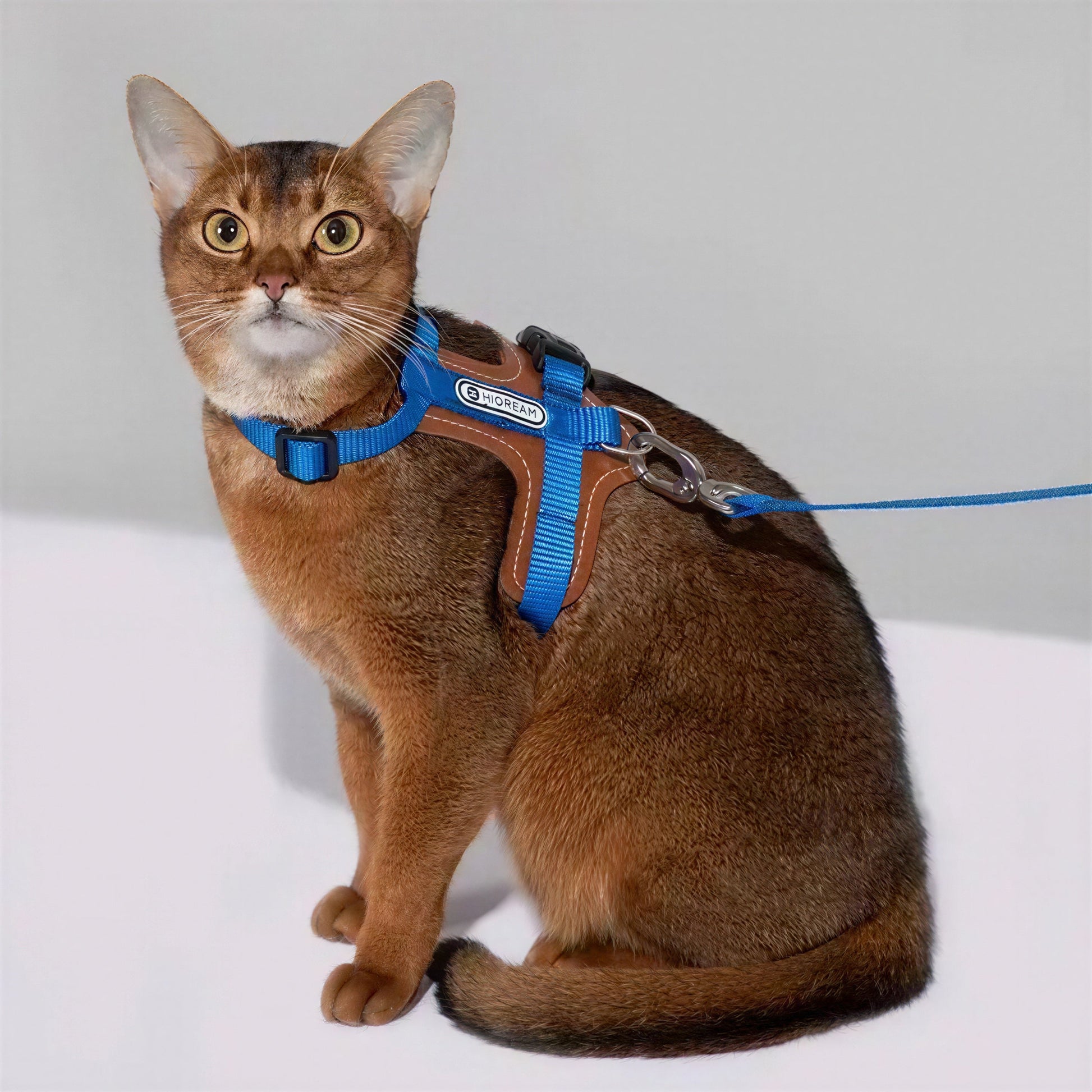 Harnais Chat Anti Fugue Léger et Réglable en Nylon et Cuir Pour toi Mon chat