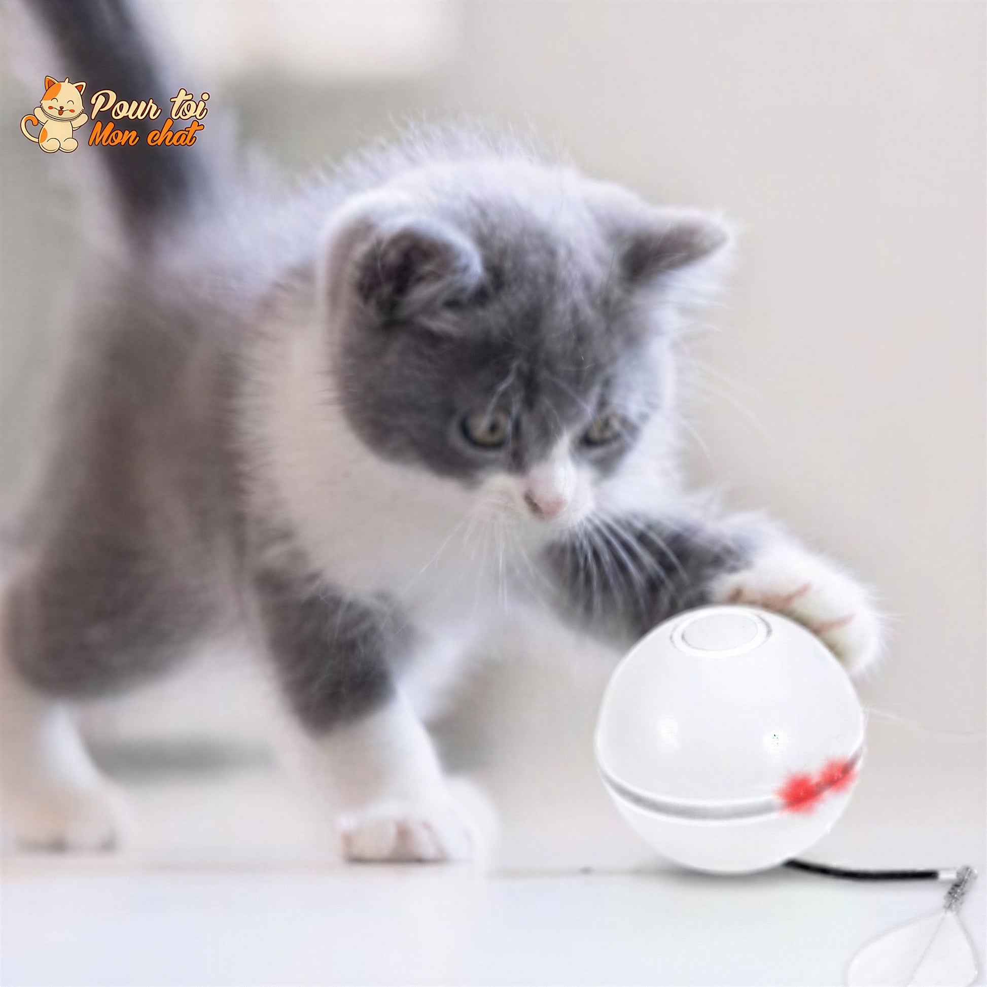 Balle Interactive pour Chat - RollChat™ Pour toi Mon chat