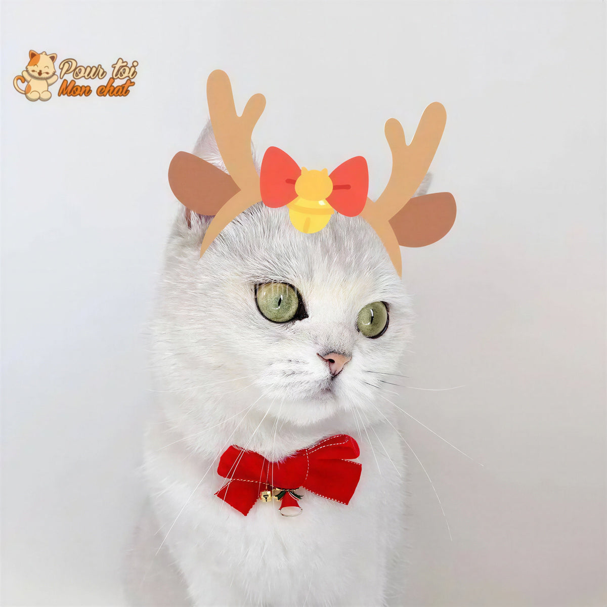 Noël - Nœud papillon de Noël - Pour Chat et Chien – Chat’nœud’Pap’™ Pour toi Mon chat