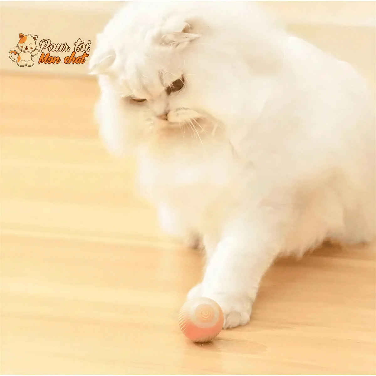 BALLE ROULANTE INTELLIGENTE POUR CHAT – Vite’Balle’Chat™ Pour toi Mon chat