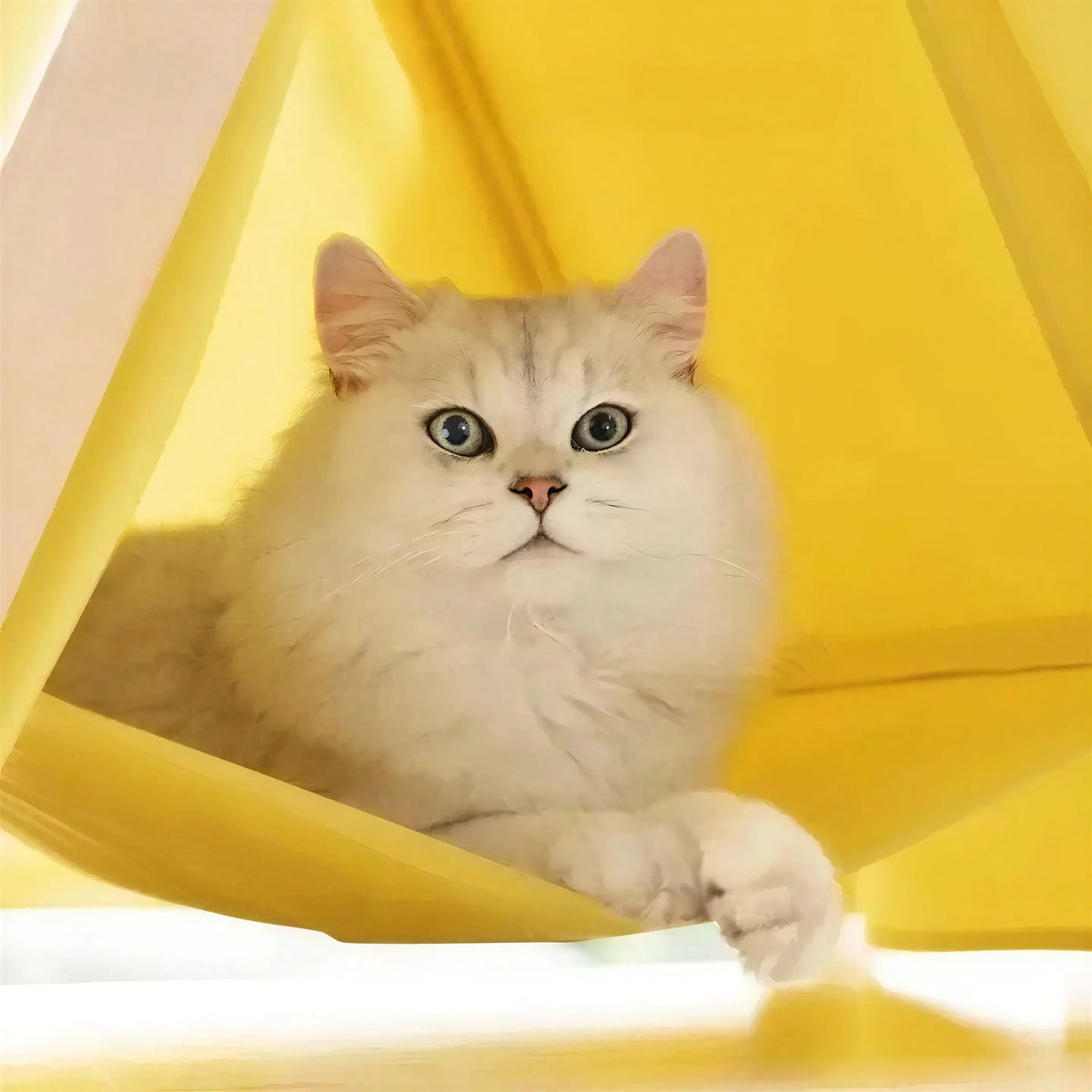Cabane pour Chat Style Tipi avec Hamac Pour toi Mon chat