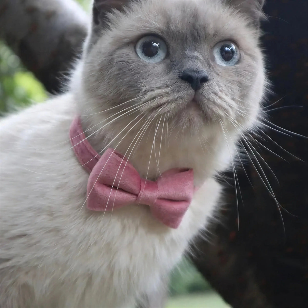Collier Chat Anti Étranglement en Forme de Nœud Papillon Pour toi Mon chat