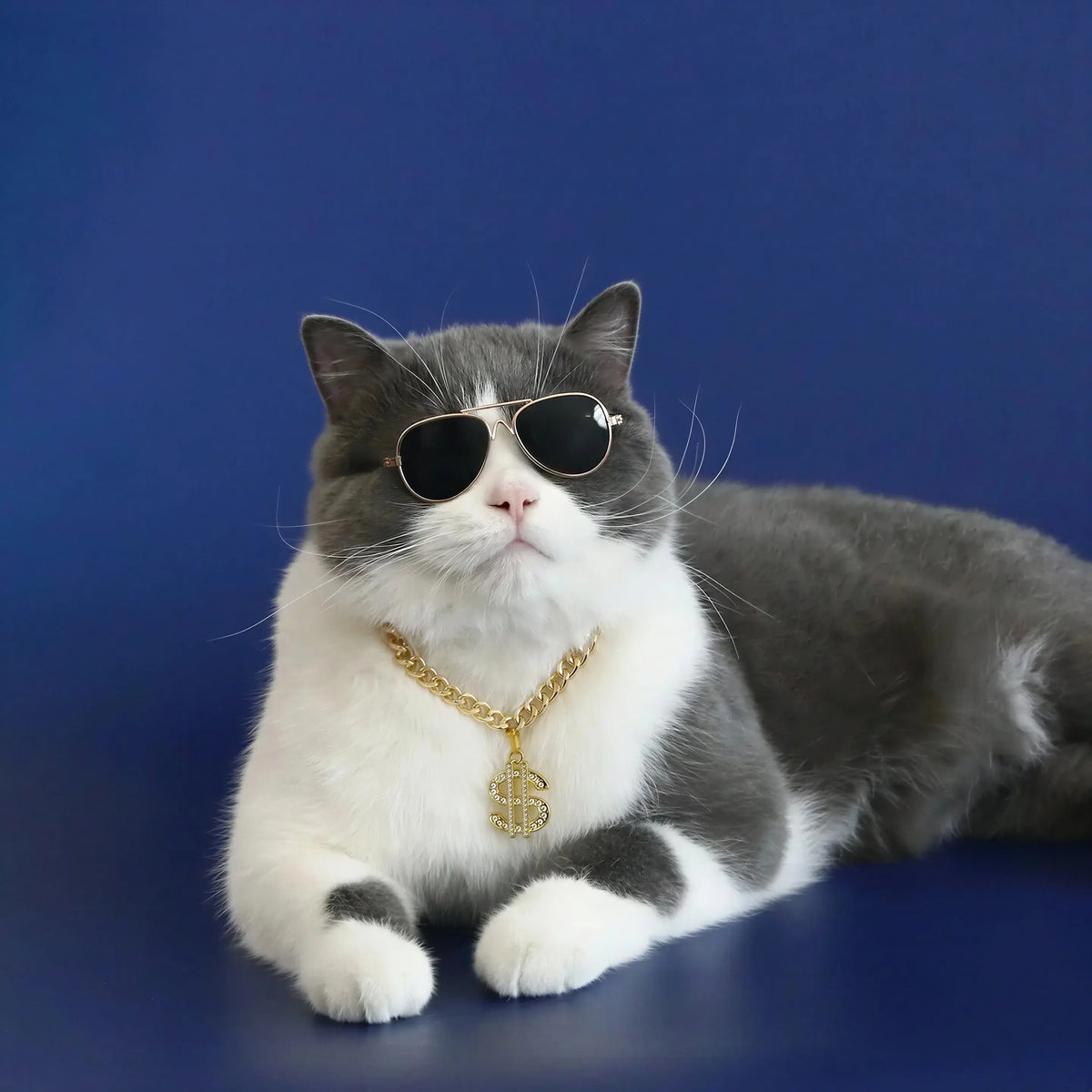 Collier Chat avec Pendentif Dollar Pour toi Mon chat