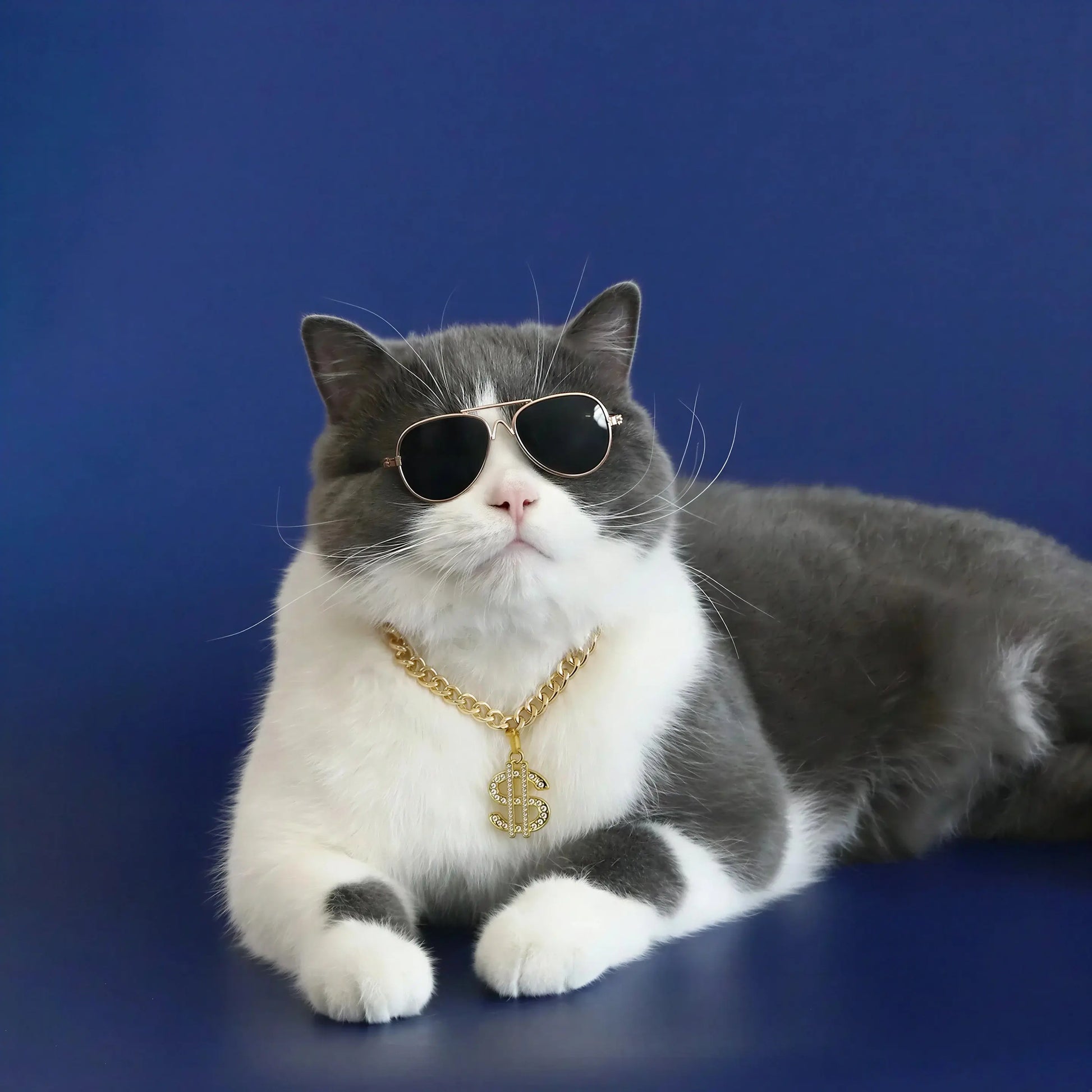 Collier Chat avec Pendentif Dollar Pour toi Mon chat